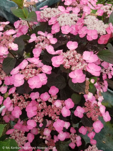 Hydrangea serrata Daredevil PBR_1_materialy_Konkursu_Roslinnych_Nowosci2024_ZSzP
