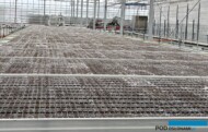 Stoły wypełnione paletami z doniczkami typu paper-pot (koreczkami), w których ukorzenia się sadzonki_nowa szklarnia_Plantpol-Zaborze_06-2024_fot. A-Cecot