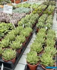 Sukulenty w doniczkach produkcyjnych (na 1. planie Echeveria agavoides), do łączenia w kompozycje_Plantpol-Zaborze_fot. A-Cecot