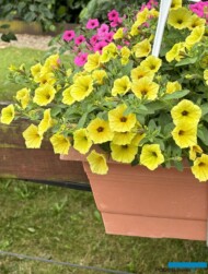 Petunia Supertunia MINI VISTA Yellow_Plantpol-Zaborze 2024_fot. A-Cecot