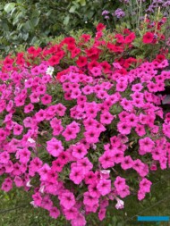 Petunia Supertunia MINI VISTA Hot Pink_Plantpol-Zaborze 2024_fot. A-Cecot