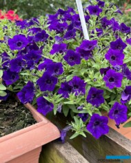 Petunia Supertunia MINI VISTA Ultramarine_Plantpol-Zaborze 2024_fot. A-Cecot