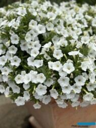 Petunia Supertunia MINI VISTA White _Plantpol-Zaborze 2024_fot. A-Cecot