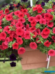 Petunia Supertunia MINI VISTA Coral_Plantpol-Zaborze 2024_fot. A-Cecot
