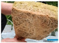 Korzenie w kostce rozsadowej Cultiwool