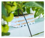 Kostka Cultiwool na macie