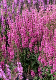 Lythrum Luminara Hot Pink_fot. Vitroflora