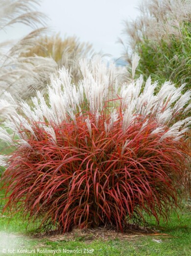 Miscanthus sinensis ‘Lady in Red' (fot. Konkurs Roślinnych Nowości ZSzP