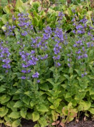 Nepeta ‘Blue Planet™’_fot. Vitroflora