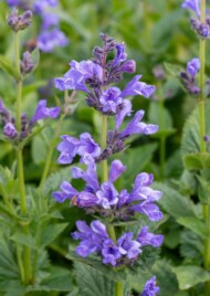 Nepeta ‘Blue Planet™’_fot. Vitroflora