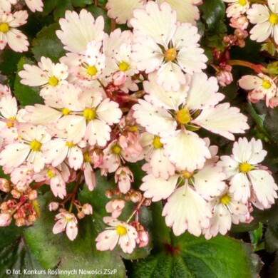 Saxifraga cortusifolia DANCING PIXIES TIKKI (fot. Konkurs Roślinnych Nowości ZSzP