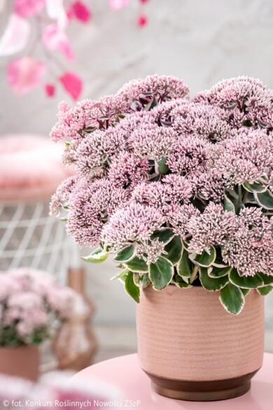 Sedum telephium LA VIE EN ROSE (fot. Konkurs Roślinnych Nowości ZSzP)