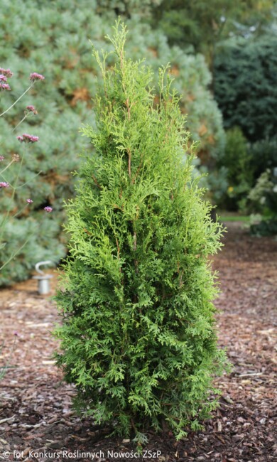 Thuja occidentalis ‘King of Brabant’_2_materialy_Konkursu_Roslinnych_Nowosci 2024_ZSzP
