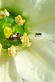 Z lewej dziubałeczek wielożerny (Orius Laevigatus) – często introdukowanego do tuneli jako drapieżnik wciornastków, z prawej drapieżny wciornastek pstrokacza (Aeolotrips intermedius), naturalny wróg szkodnika