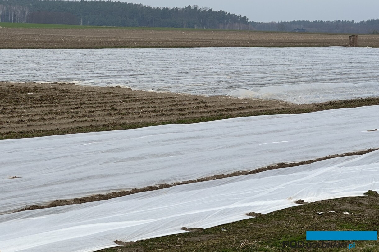 Okrywanie truskawek agrowłókniną dla przyspieszenia owocowania