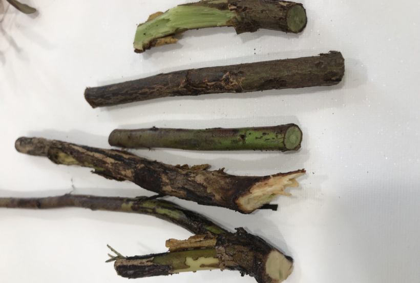 Zamieranie łodyg i pędów (fot. Anna Ziarkowska, Nexbio)