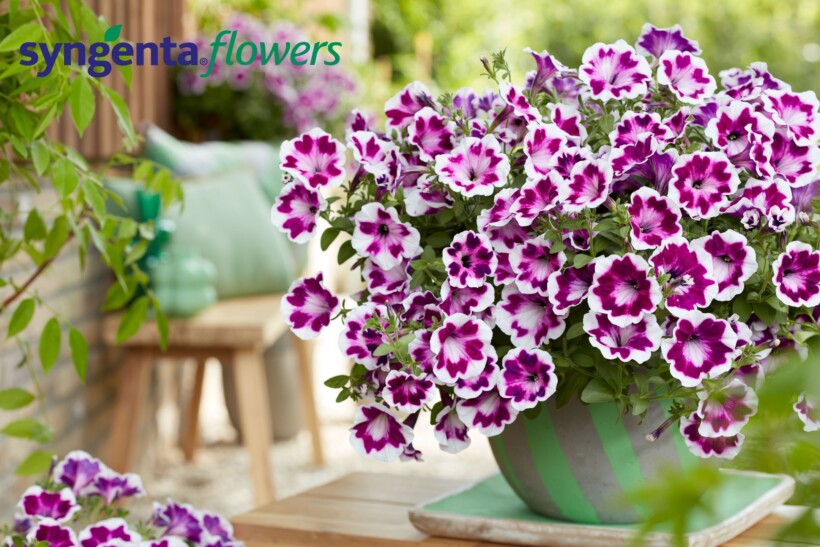 Petunia Painted Love (fot. Syngenta Flowers)