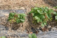 Osłabiony wzrost to skutek zasiedlenia sadzonek przez roztocza truskawkowca (fot. DŁB)