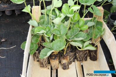 Dobrze ukorzeniona sadzonka doniczkowana truskawki