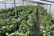 Uprawa papryki w tunelu foliowym (fot. DŁB)