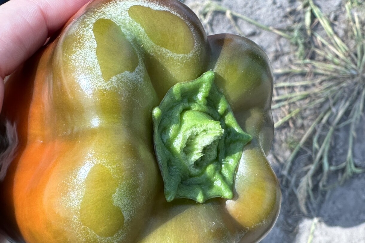 Objawy żerowania wciornastka (fot. DŁB)