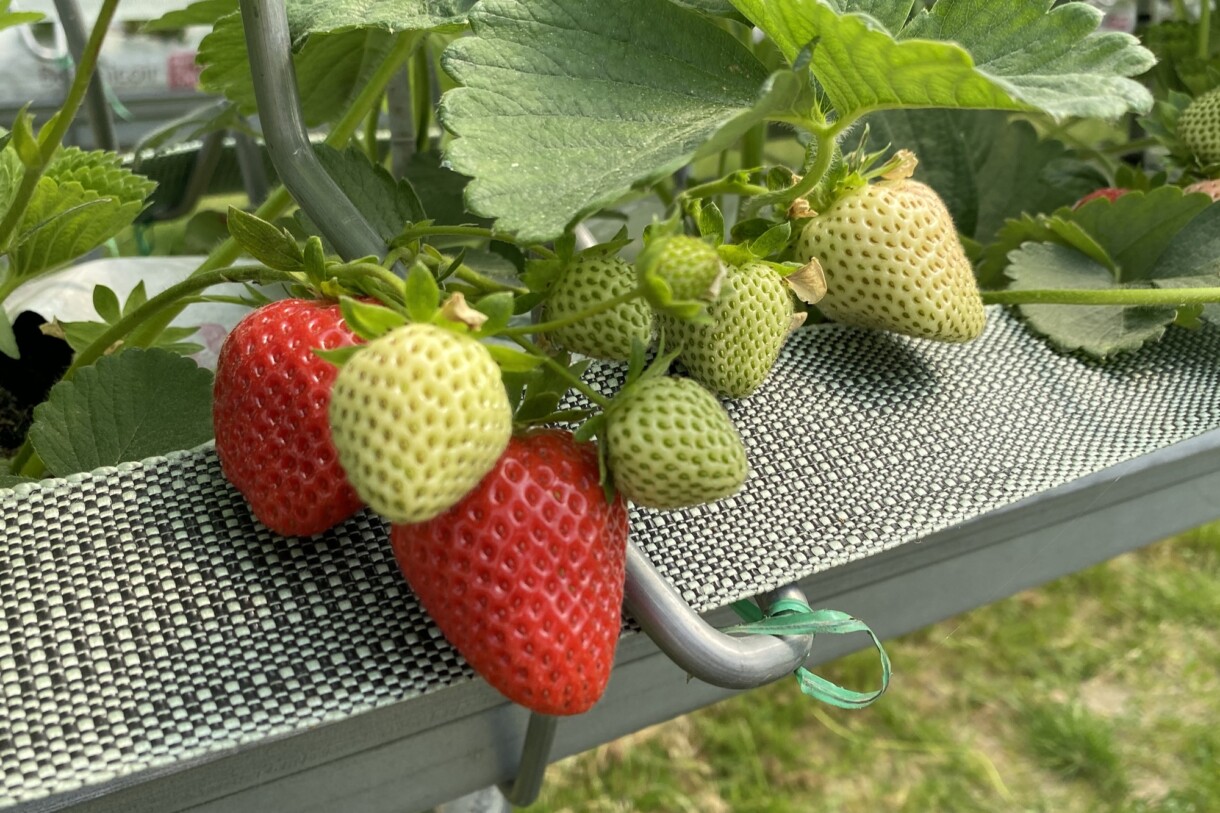 Krzem wpływa pozytywnie na jakość owoców (fot. DŁB)