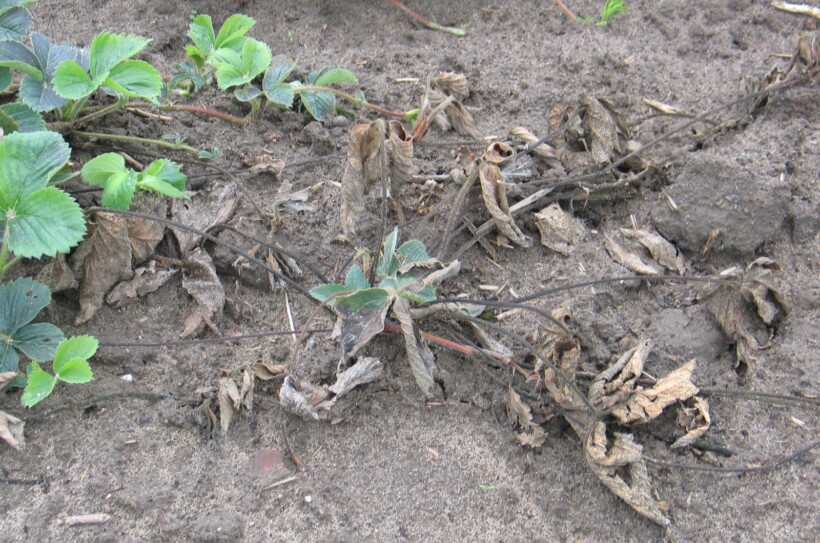 Rośliny zamierające na skutek rozwoju patogenów z gleby (fot. DŁB)