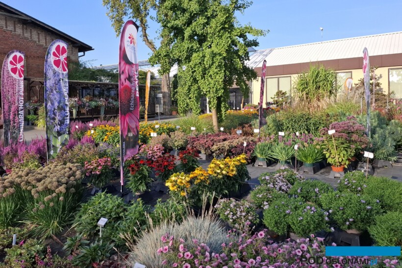 Vitroflora_ZywyKatalog 2024_fot. S-Swieczkowska-Zajac