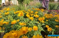 Heliopsis ‘Oriole Yellow’_Vitroflora_fot. S. Świeczkowska-Zając