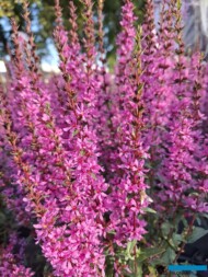 Lythrum 'Luminara Hot Pink'_Vitroflora_fot. S. Świeczkowska-Zając