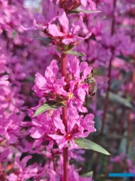 krwawnica ‘Luminara Hot Pink’_atrakcyjna dla pszczół_Vitroflora_fot. S. Świeczkowska-Zając