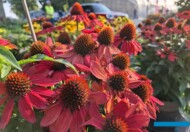 Echinacea Pearl Red Imp._Vitroflora (fot. S. Świeczkowska-Zając)