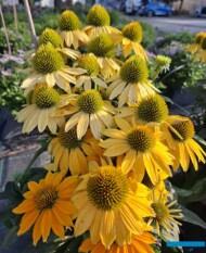 Echinacea Pearl Sunny i Yellow Imp._Vitroflora (fot. S. Świeczkowska-Zając)