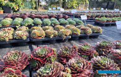 Kolekcja odmian rojnika (Sempervivum) - odmiany z grupy BigSam_Vitroflora (fot. S. Świeczkowska-Zając)