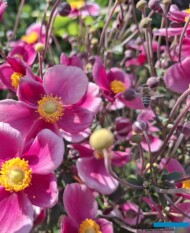 Zawilce (tu odmiana Little Breeze Kiss) atrakcyjne dla pszczół_Vitroflora_fot. S. Świeczkowska-Zając