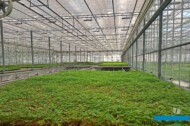Materiały wyjściowe do dalszej produkcji bylin w szklarniach Vitroflory_Zywy Katalog 2024 w Trzesaczu_fot. A-Mitoraj