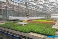 w szklarniach Vitroflory_Aklimatyzacja i dalsza uprawa młodych roślin rozmnożonych in vitro_Zywy Katalog 2024 w Trzesaczu_fot. A-Mitoraj