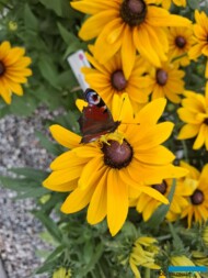 Rudbeckia hirta Sunbeckia Carolina_Vitroflora_fot. S. Świeczkowska-Zając