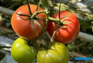 Pomidor malinowy Corsica, odmiana o wysokiej odporności na ToBRFV (HREZ)