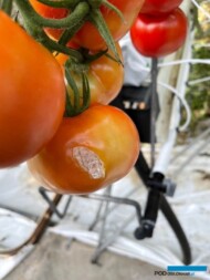 szkło po gradobiciu wpada do szklarni niszcząc plon(Copyrights by Gartenbau-Versicherung)