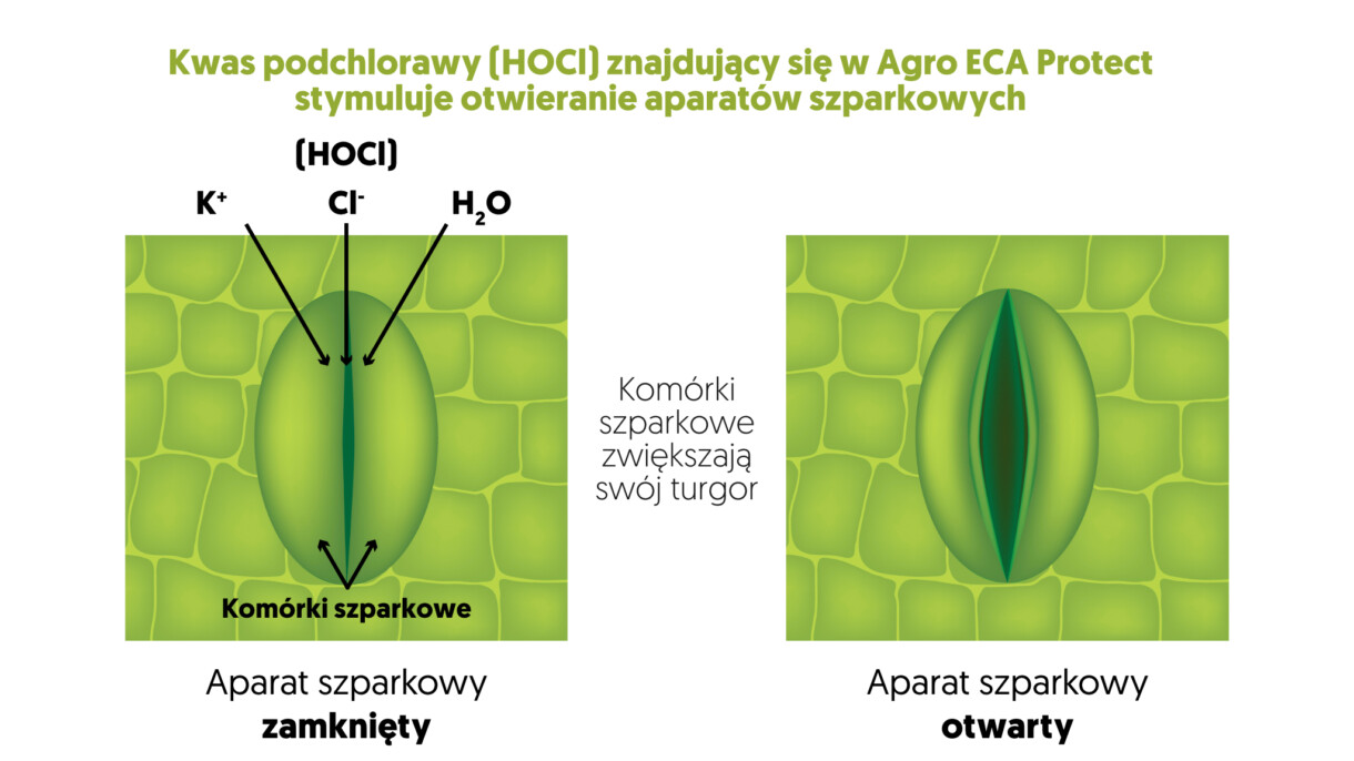 Kwas podchlorawy znajdujący się w Agro ECA Protect stymuluje otwieranie się aparatów szparkowych