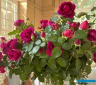 Roza Marszałkowa Aleksandra Piłsudska_Wystawa Royal Rose 2024 w Starej Oranżerii-Lazienki-Krolewskie__65 lecie SITO_fot. A-Cecot