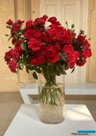 Róża Scarlet Bonica - odmiana rabatowa (Meilland)_Wystawa Royal Rose 2024_fot. A-Cecot