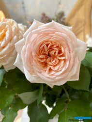 Róża COURAGE - odmiana wielkokwiatowa (Kordes) z kolekcji Ogrodu Botanicznego PAN w Powsinie_Wystawa Royal Rose 2024_Warszawa_fot. A-Cecot