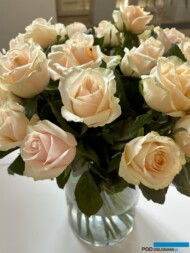 Róża 'Talea'_A-Haba_Wystawa Royal Rose 2024_Warszawa_fot. A-Cecot