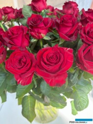 Róża Gladiator_A-Haba_Wystawa Royal Rose 2024_Warszawa_fot. A-Cecot