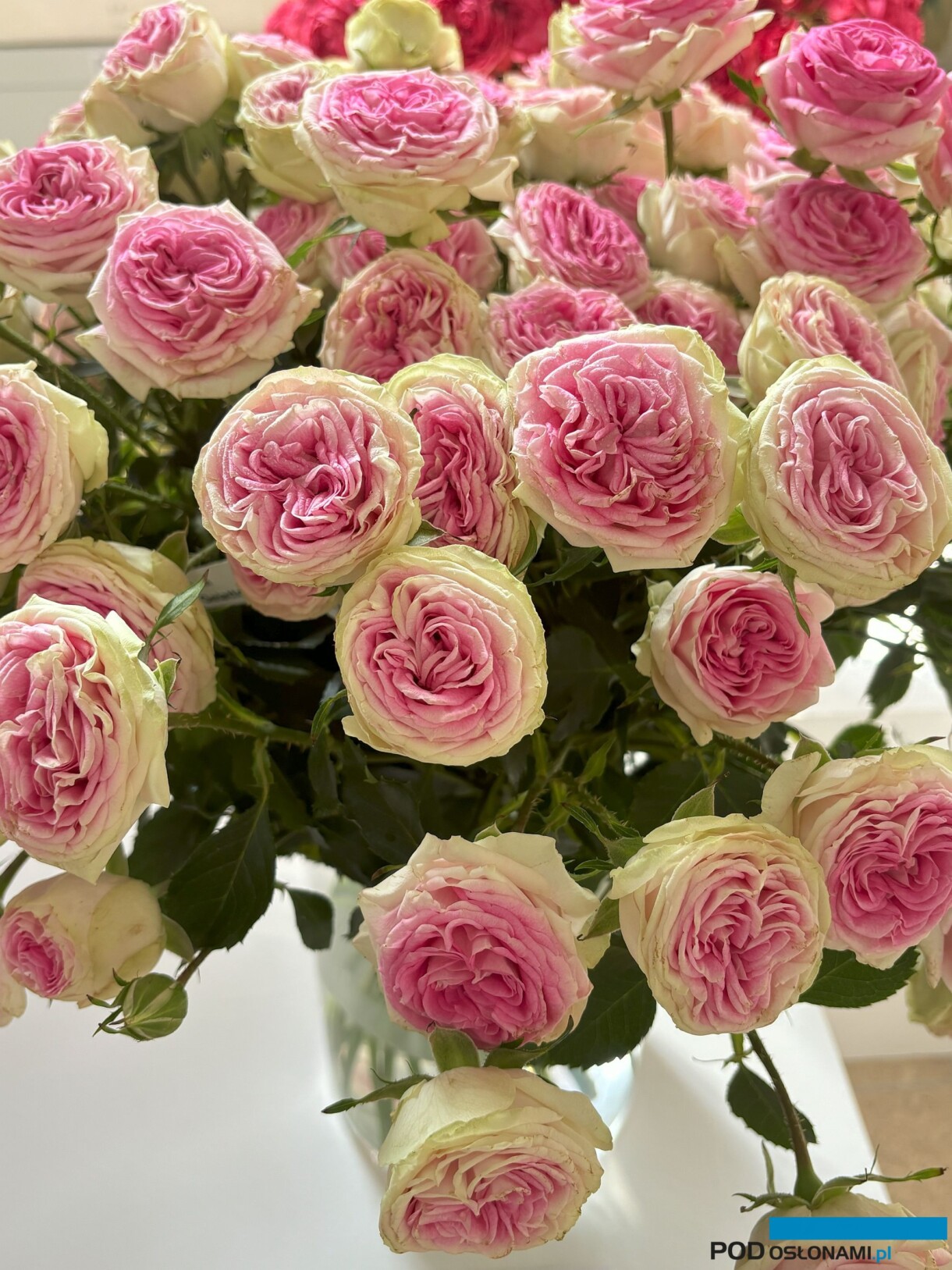 Róże Gelato_Wystawa Royal Rose 2024_Warszawa_fot. A-Cecot