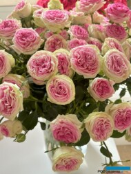 Róże Gelato_Wystawa Royal Rose 2024_Warszawa_fot. A-Cecot