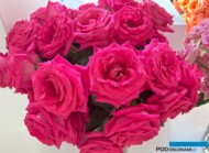 Róże Pink Floyd_Wystawa Royal Rose 2024_Warszawa_fot. A-Cecot