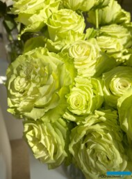 Róże Lemonade_Wystawa Royal Rose 2024_Warszawa_fot. A-Cecot